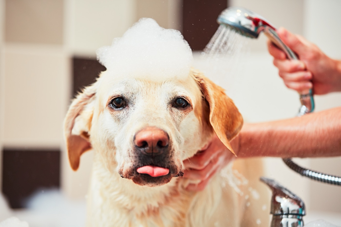 Pet Friendly + Pet Shower